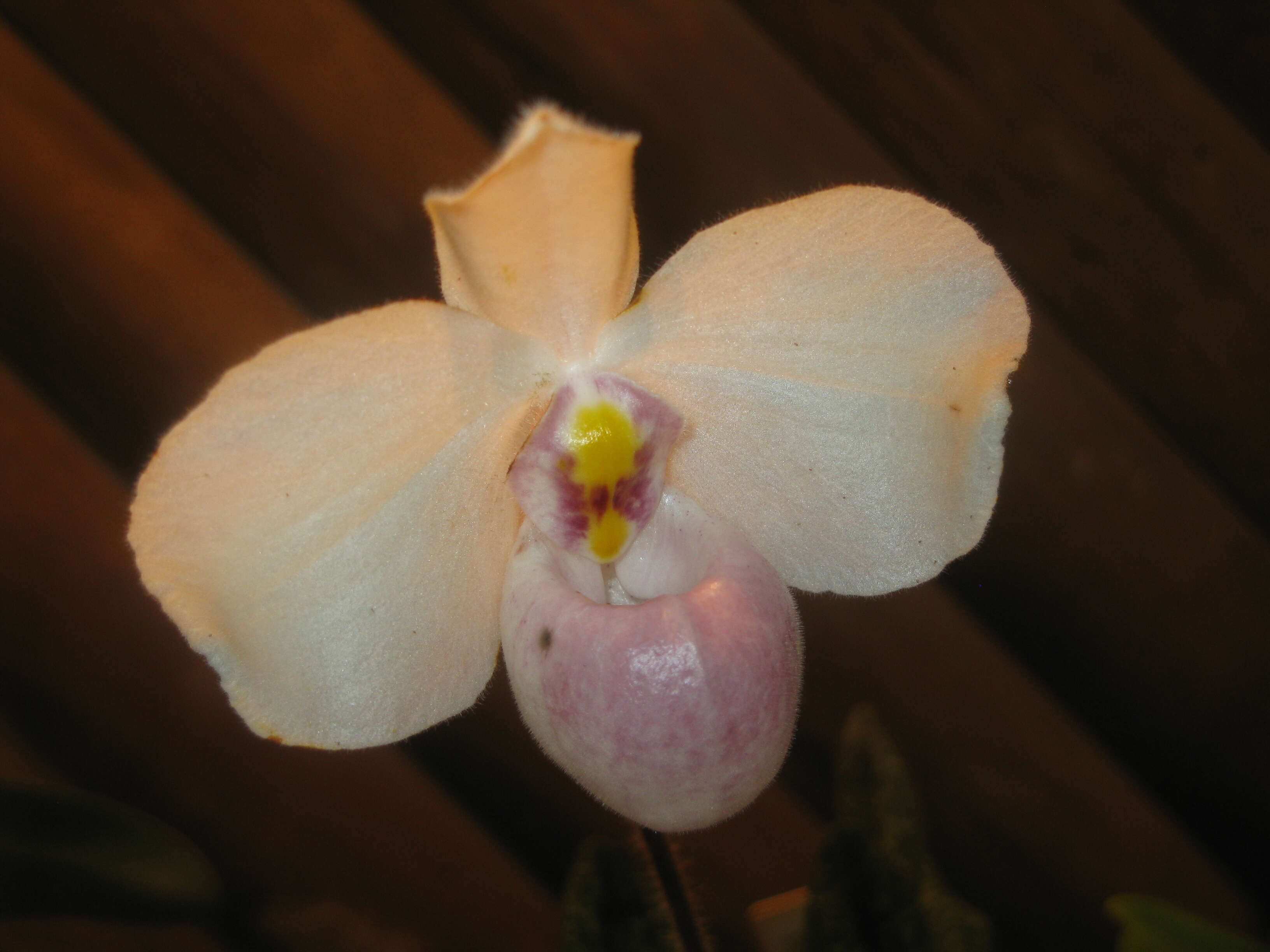 Image de Paphiopedilum delenatii Guillaumin