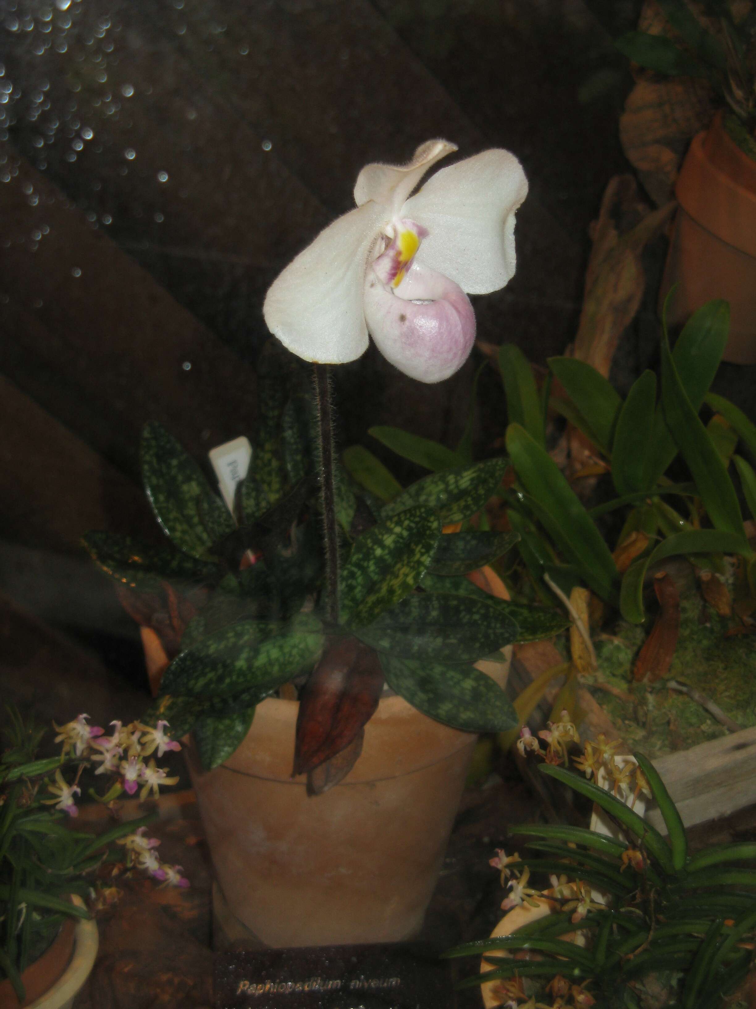 Image de Paphiopedilum delenatii Guillaumin