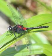 Image of Small Whiteface