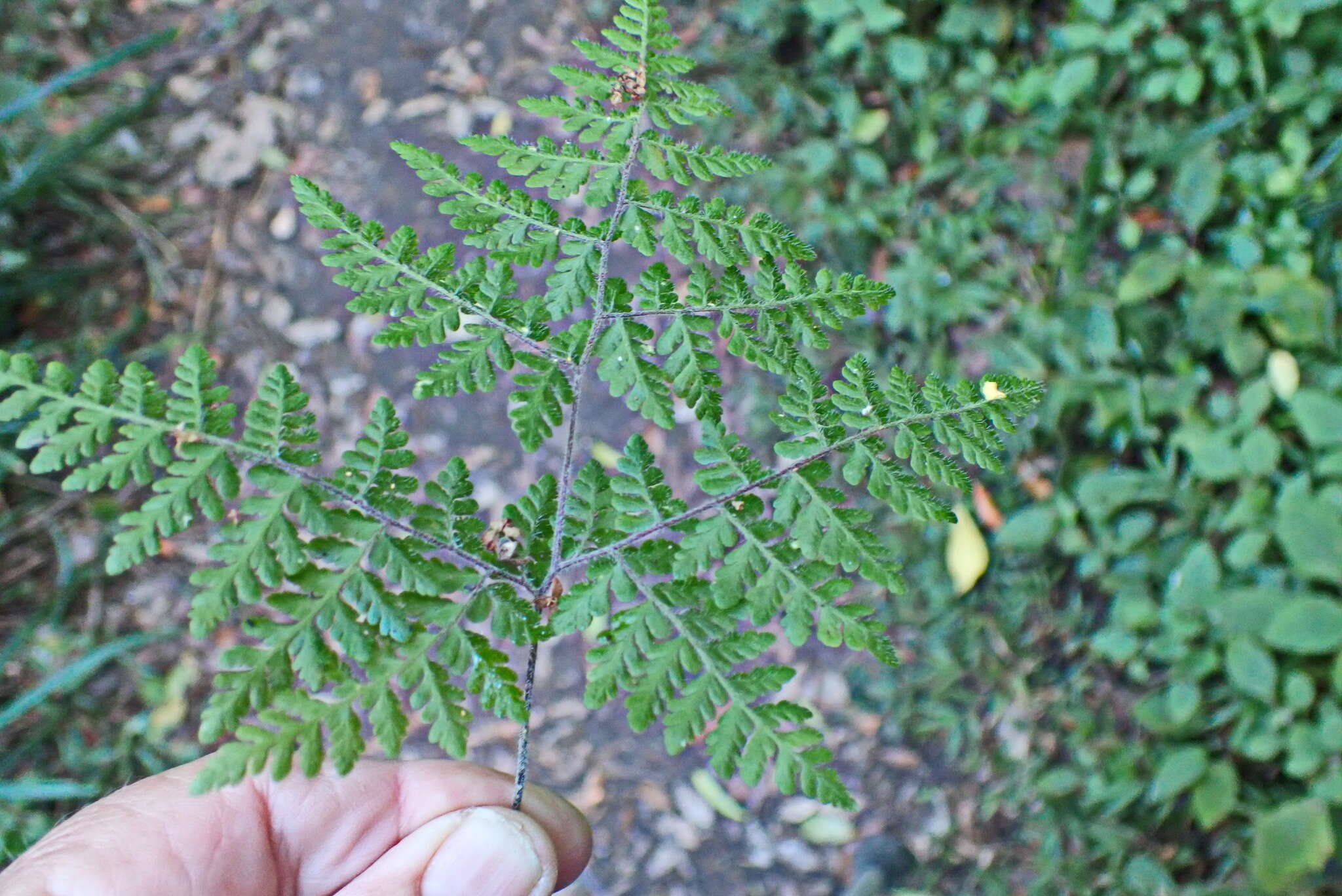 Image of Cheilanthes bergiana Schltdl.