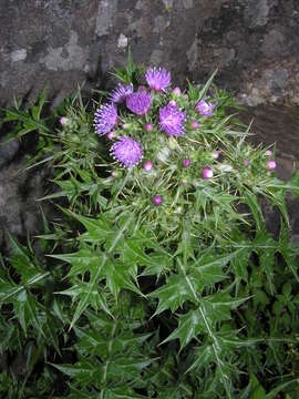 Image of Carduus cephalanthus Viv.