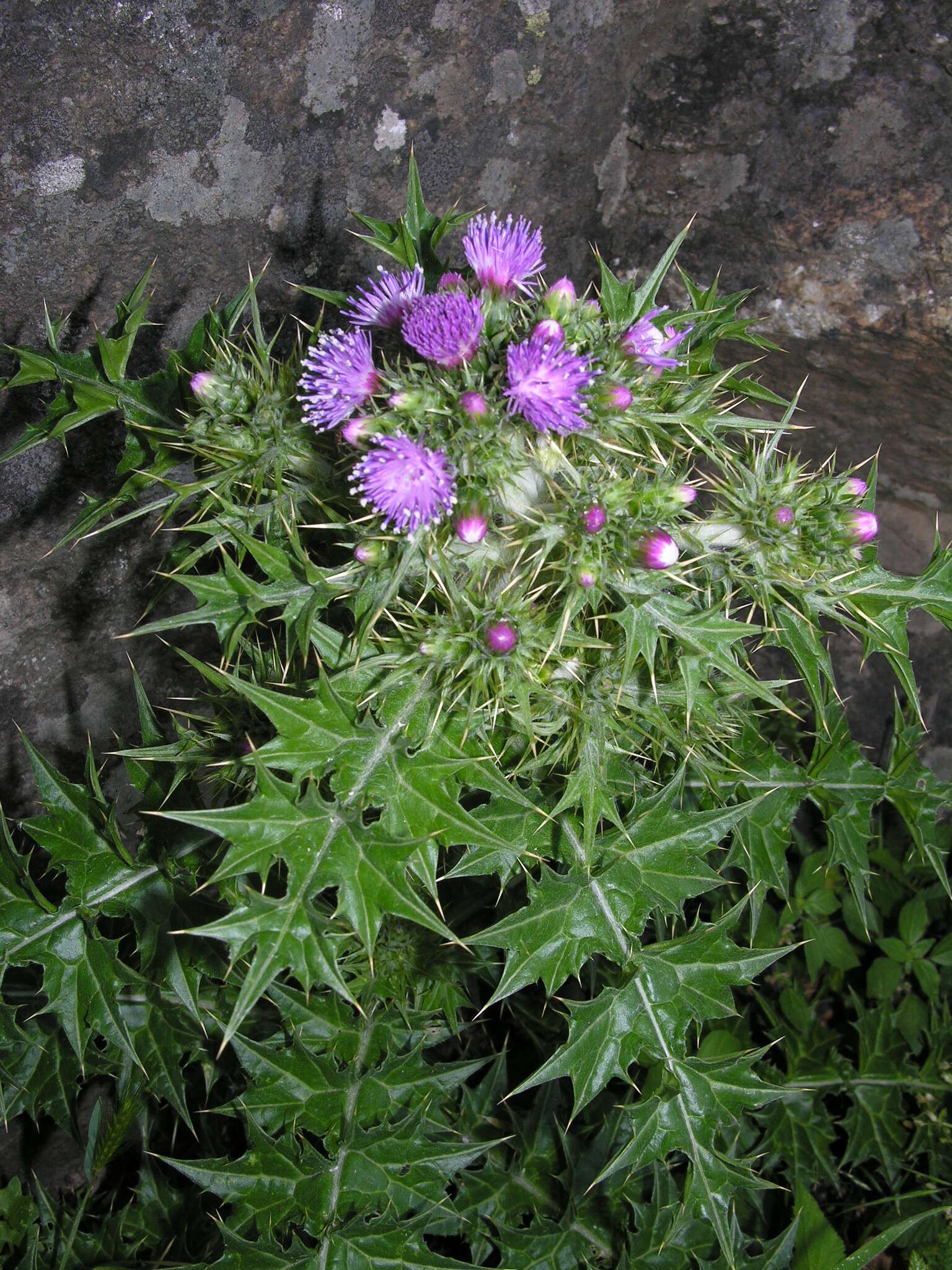 Image of Carduus cephalanthus Viv.