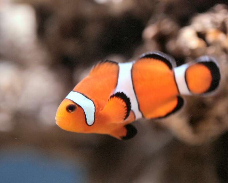 Image of Common clownfish