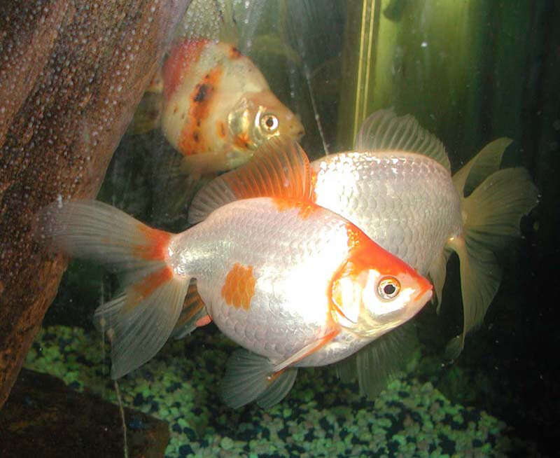 Image of Goldfish