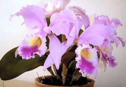 Imagem de Cattleya trianae Linden & Rchb. fil.