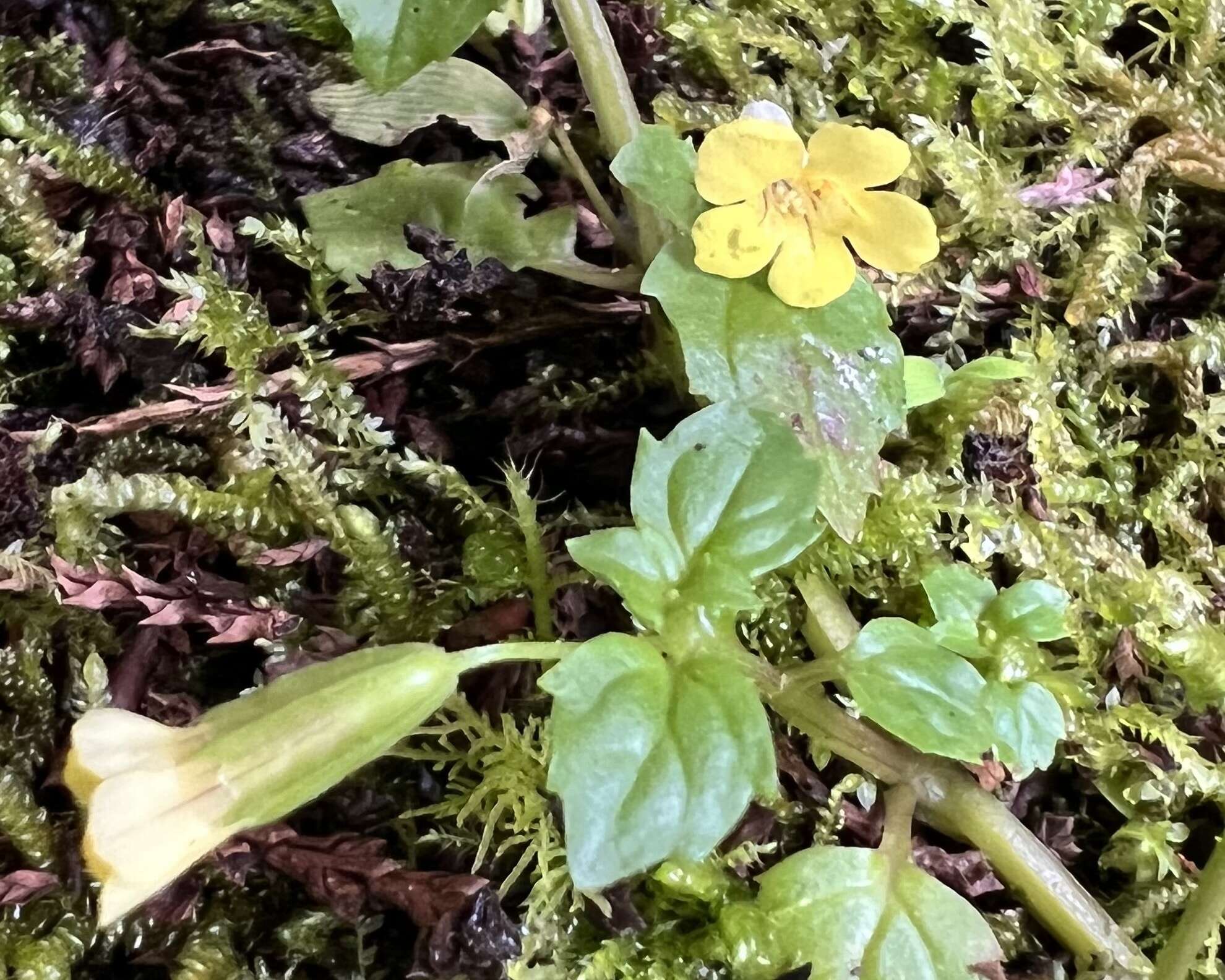 Erythranthe nepalensis (Benth.) G. L. Nesom resmi