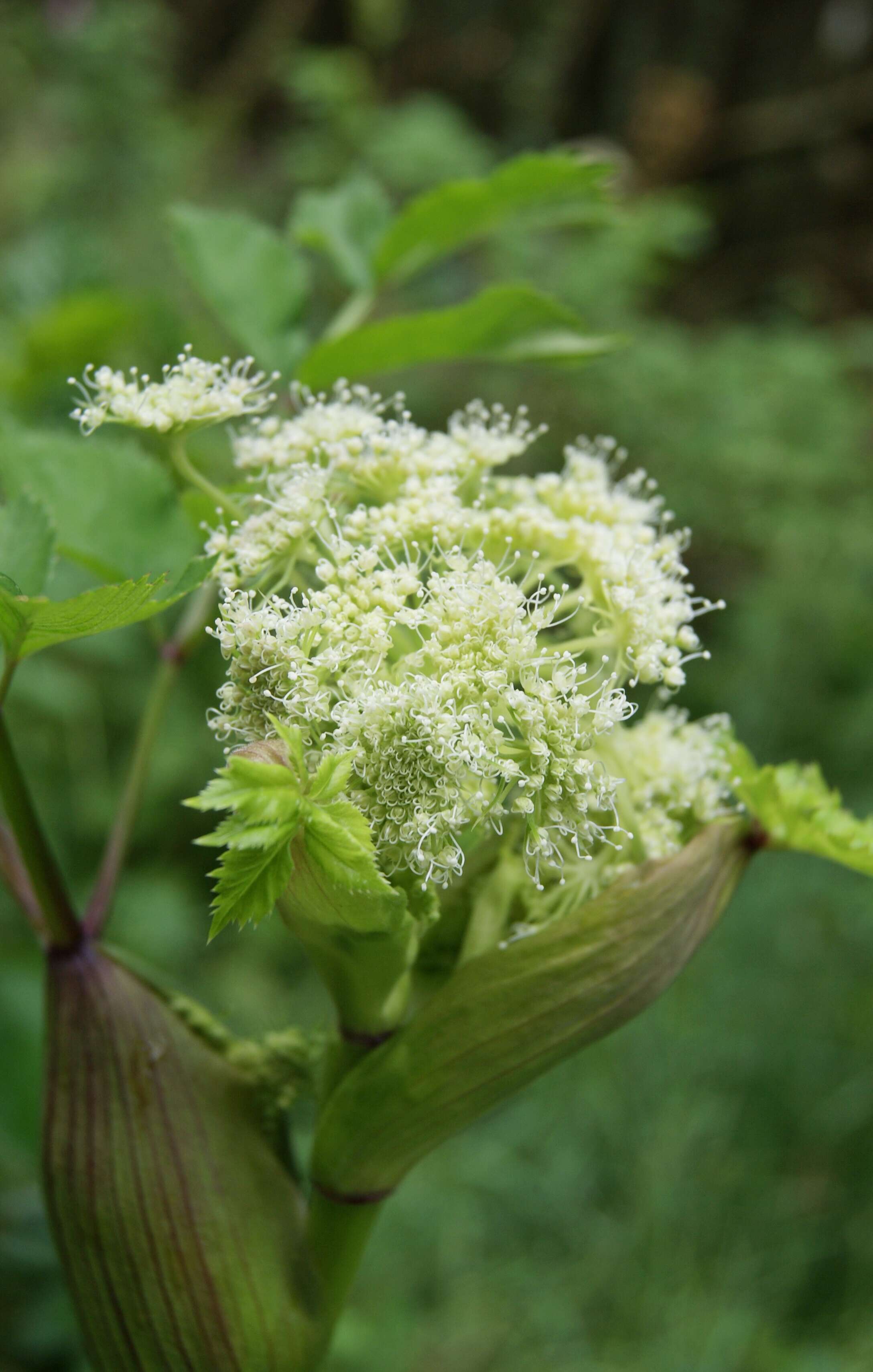 Image of wild angelica