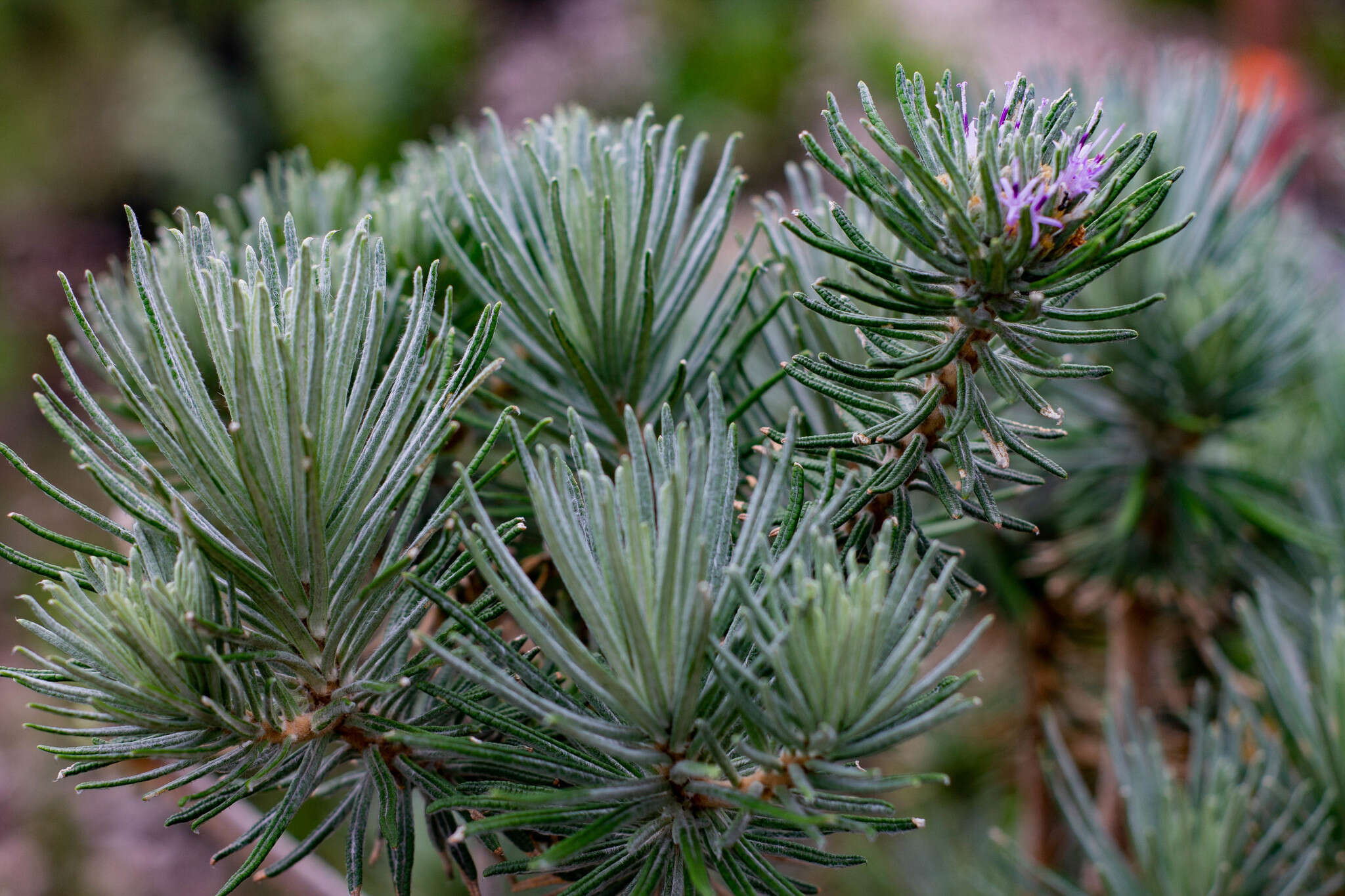 Image de Lychnophora ericoides Mart.