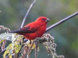 Image of Scarlet Finch