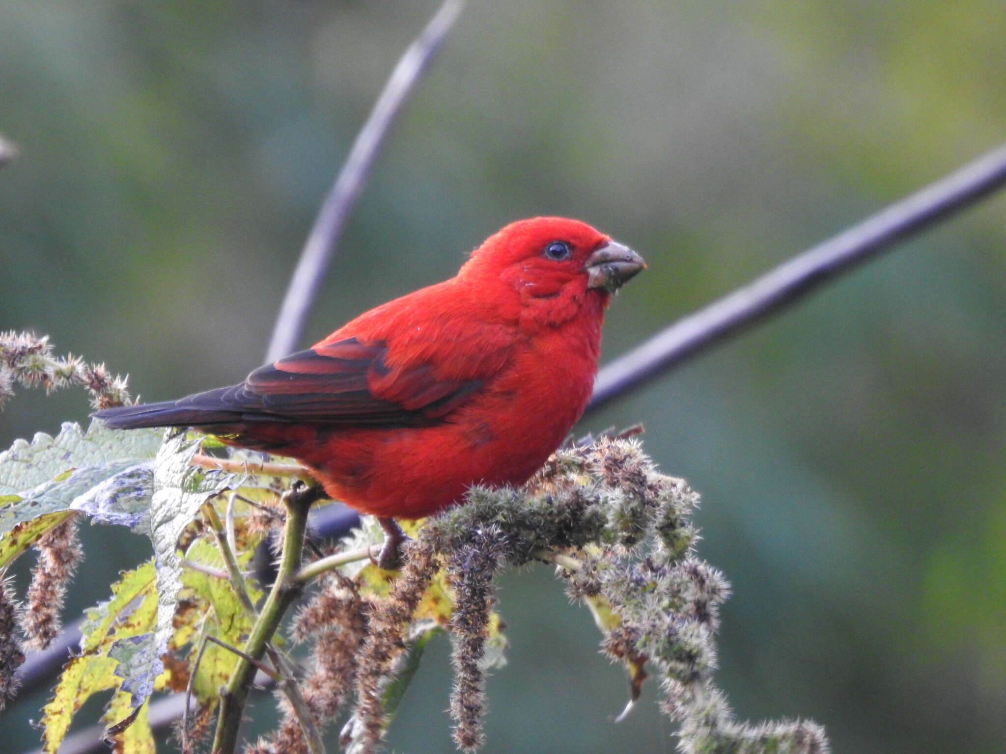 Image of Scarlet Finch