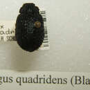 Image of Omorgus (Omorgus) quadridens (Blackburn 1891)