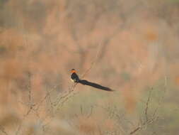 Image of Sahel Paradise Whydah