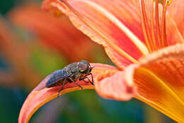 Image of pale giant horse-fly