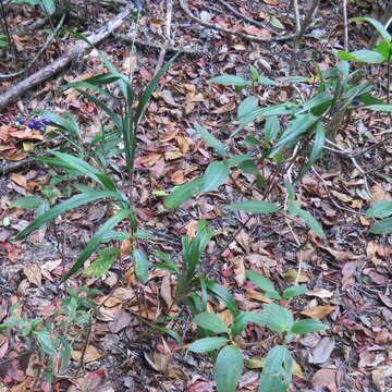 Image of Dianella bambusifolia Hallier fil.