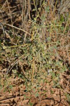 Image of Cullen tomentosum (Thunb.) J. W. Grimes