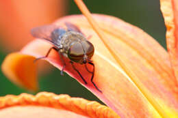 Image of pale giant horse-fly