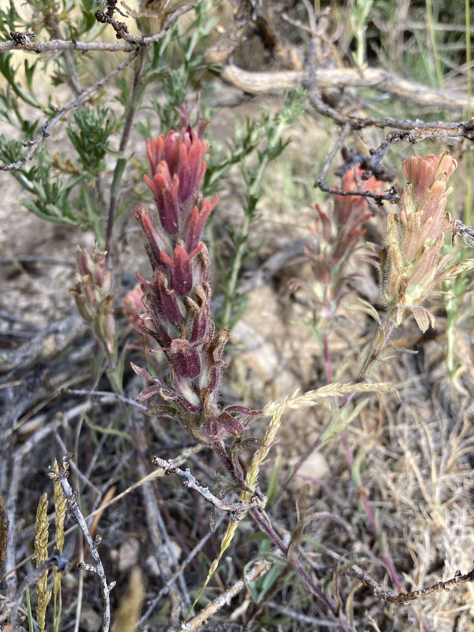 Image of Salmon Creek Indian paintbrush