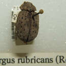 Image of Omorgus (Omorgus) rubricans (Robinson 1946)