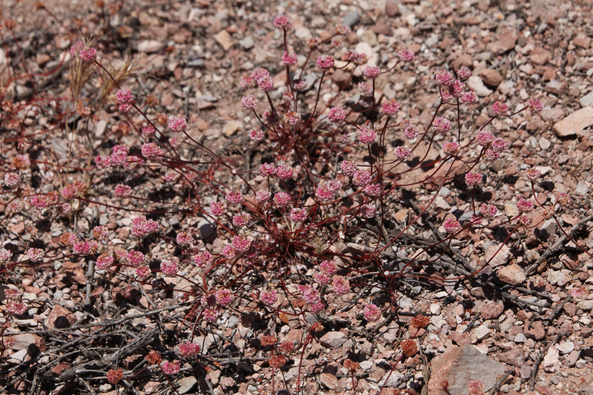 Image of Pinnacles buckwheat