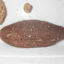 Image of Barth's sea cucumber