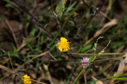 Image de Tridax balbisioides (Kunth) A. Gray