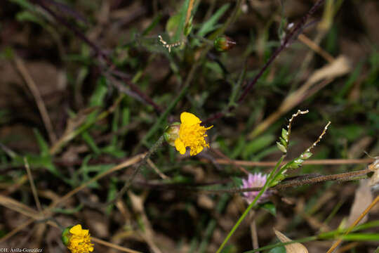 Image de Tridax balbisioides (Kunth) A. Gray