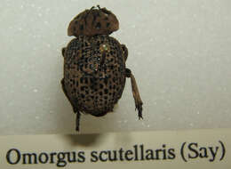 Image of Omorgus (Omorgus) scutellaris (Say 1824)