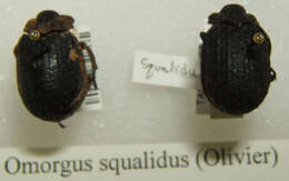 Image of Omorgus (Afromorgus) squalidus (Olivier 1789)