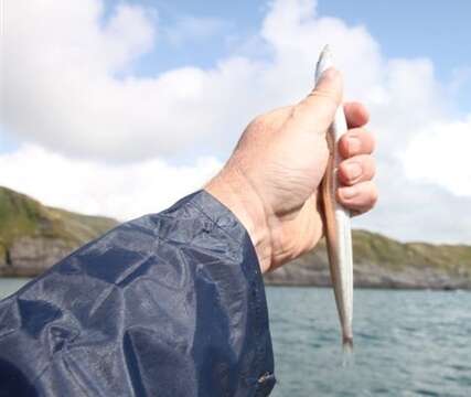 Image of Lesser Sand-eel