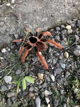 Image of Columbia Redleg Tarantula