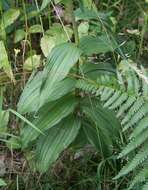 Image of Broad-leaved Helleborine