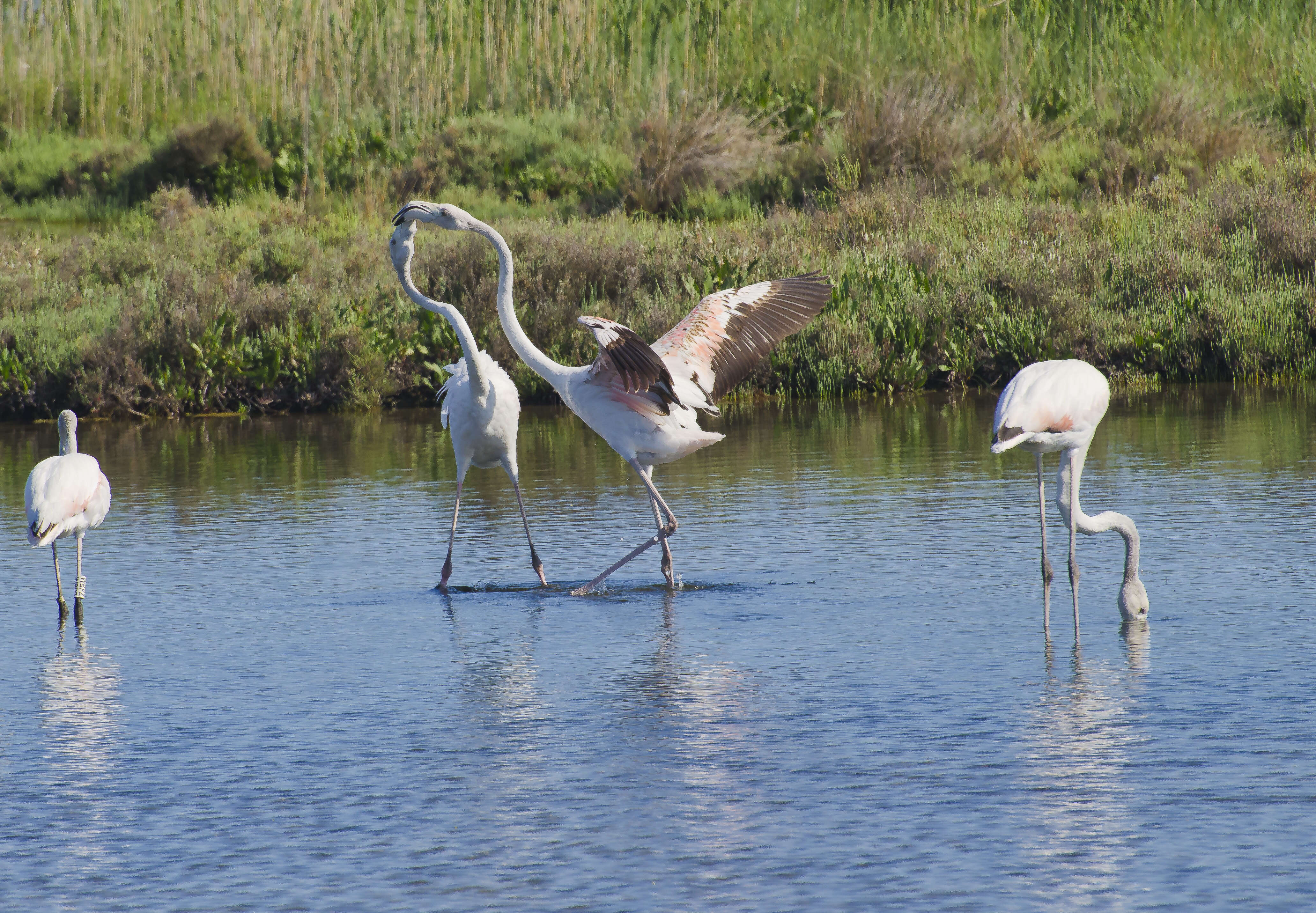 Imagem de Phoenicopterus roseus Pallas 1811