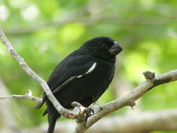 Image of Cuban Bullfinch