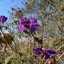 Image de Dissotidendron johnstonianum (Baker fil.) Ver.-Lib. & G. Kadereit