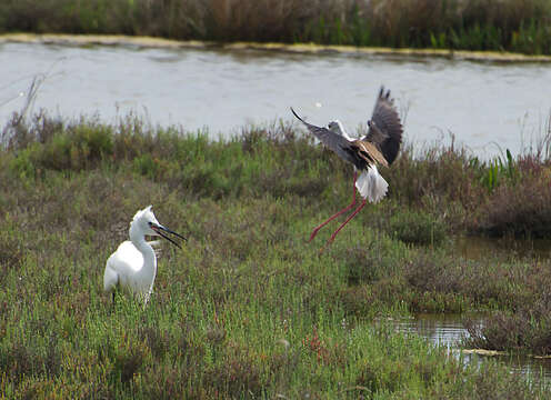 Image of Egretta Forster & T 1817