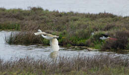 Image of Egretta Forster & T 1817