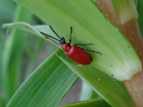 Image of Scarlet lily beetle