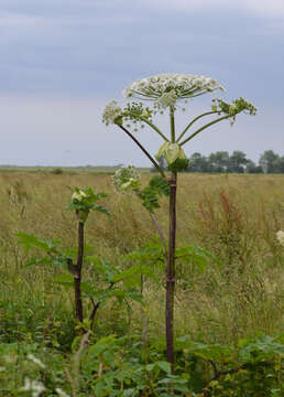 Image of Mantegazzi's Cow-Parsnip