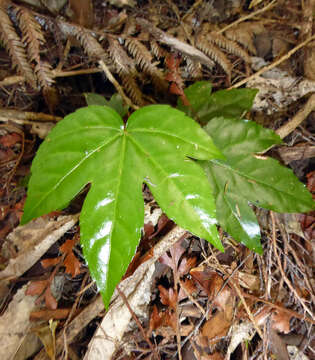 صورة Fatsia