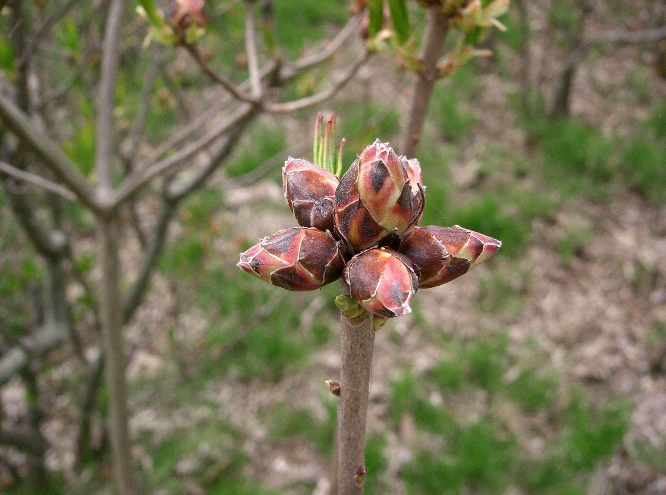 Image de Rhododendron molle (Bl.) G. Don