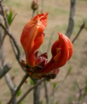 Image de Rhododendron molle (Bl.) G. Don