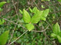 Image of Rhododendron farrerae Tate ex Sweet