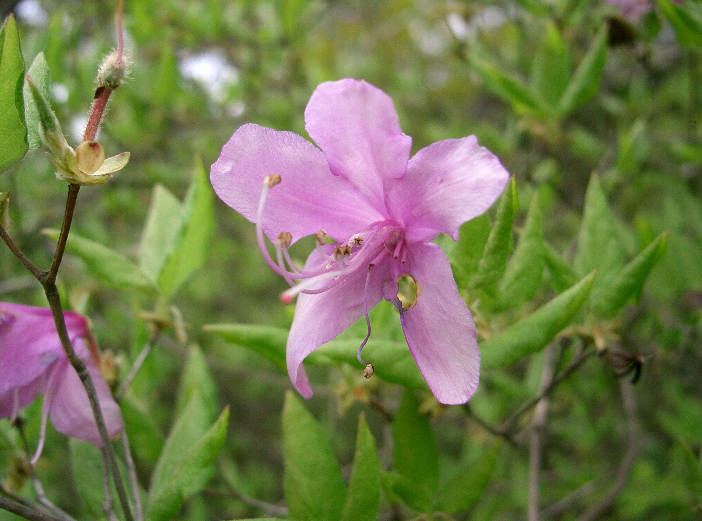 Image of Rhododendron farrerae Tate ex Sweet