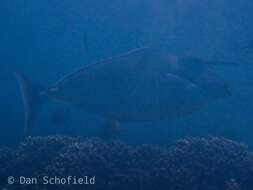 Image of Humpback Unicornfish