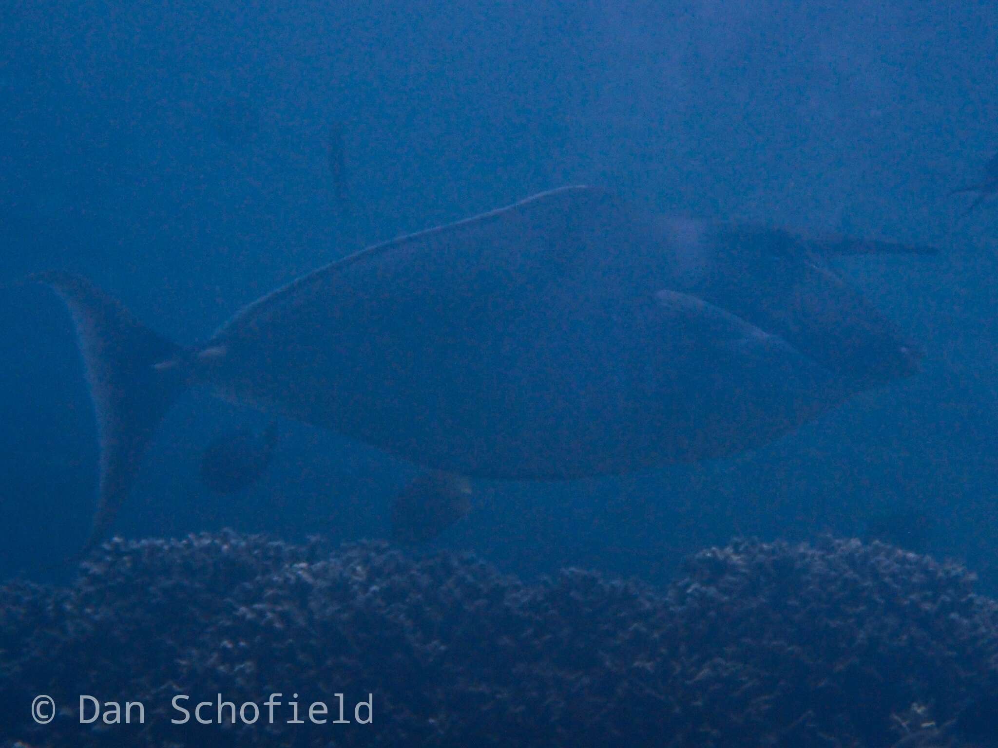 Image of Humpback Unicornfish