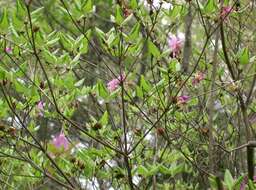 Image of Rhododendron farrerae Tate ex Sweet