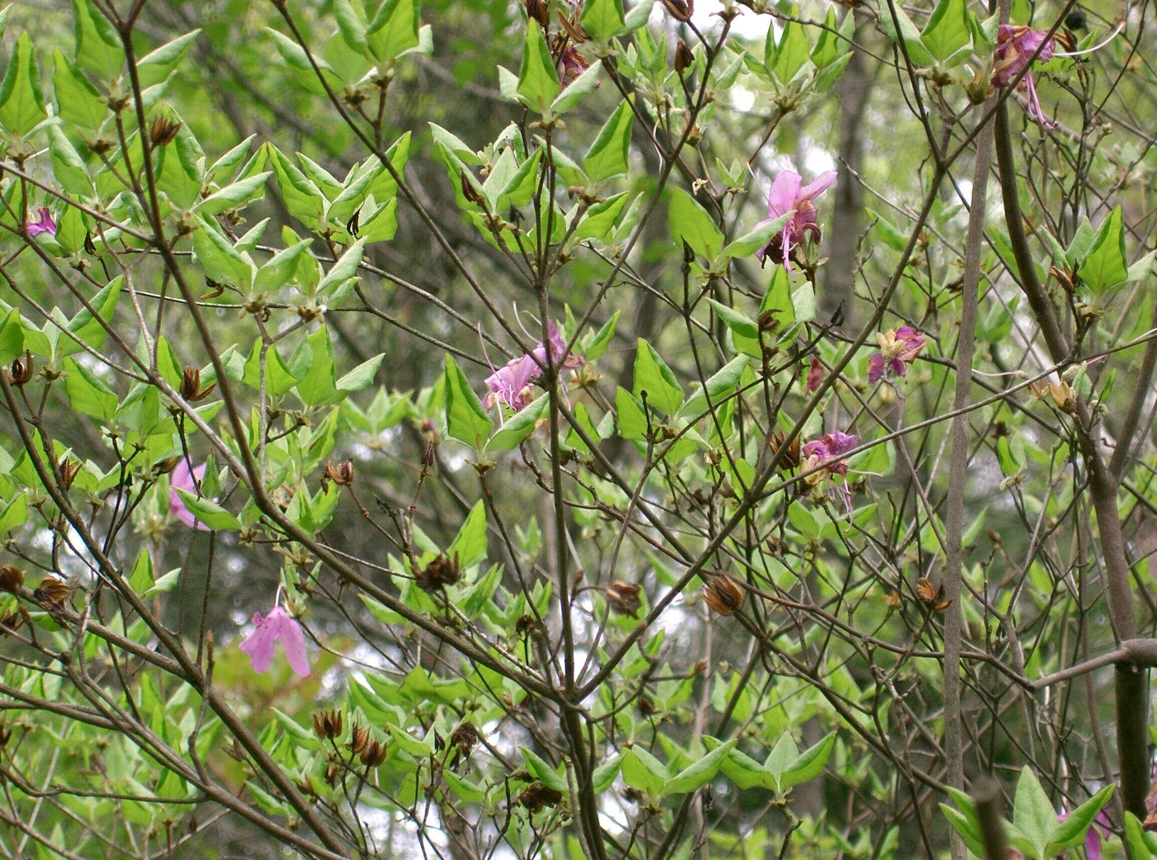 Image of Rhododendron farrerae Tate ex Sweet