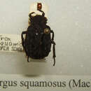 Image of Omorgus (Omorgus) squamosus (MacLeay 1872)