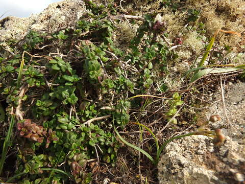 Image of Thymus origanoides Webb & Berthel.