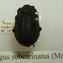 Image of Omorgus (Omorgus) subcarinatus (MacLeay 1864)